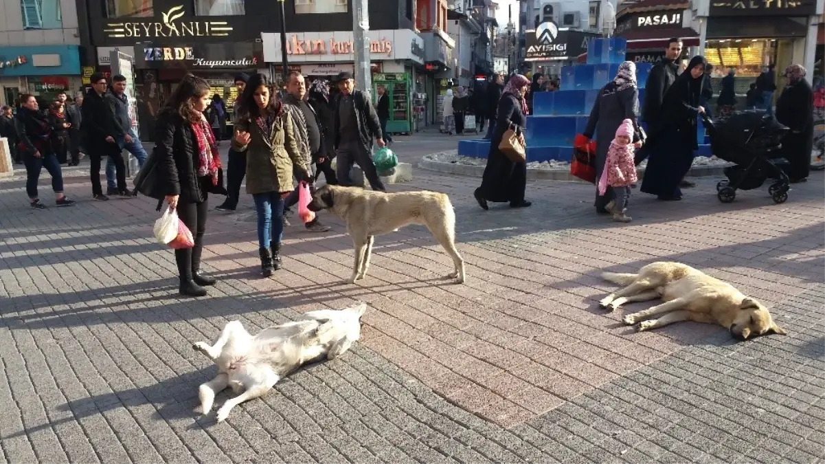 Ölü Taklidi Yapan Köpek