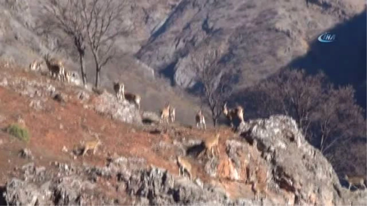 Tunceli\'deki Keçi Ölümlerinin Nedeni Belli Oldu