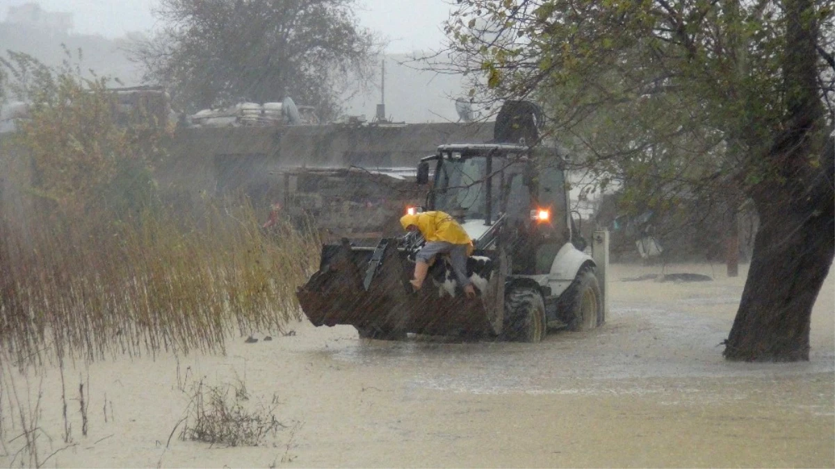Manavgat Yağmura Teslim Oldu, 15 Günlük Buzağı İş Makinesiyle Kurtarıldı