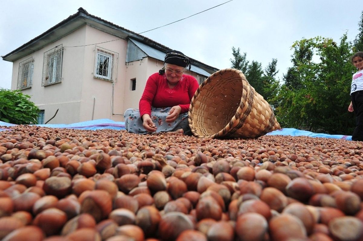 Düzce\'den 3 Bin 364 Ton İç Fındık İhracatı Yapıldı
