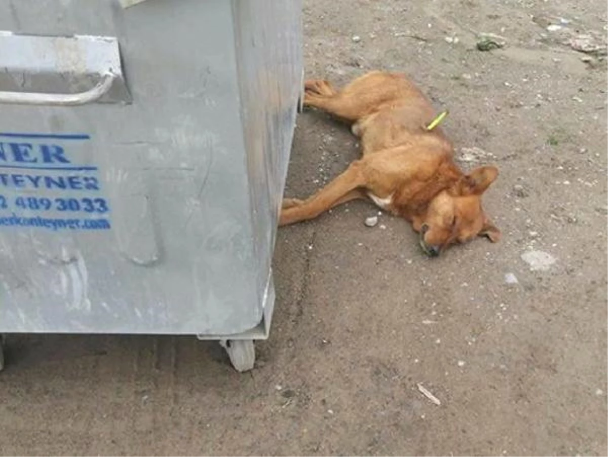 Gölköy\'de Köpeklerin Öldürülmesine Soruşturma