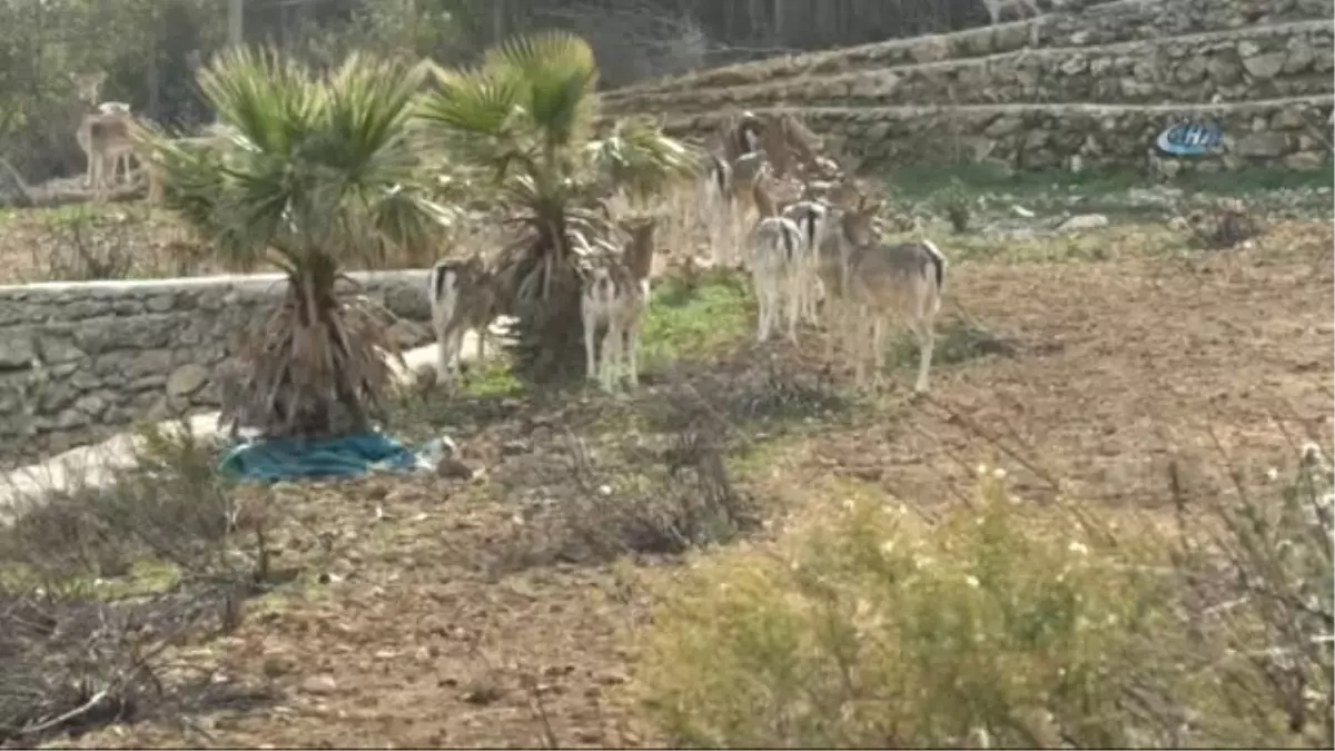 Hataylı Çiftçinin Doğa Sevgisi