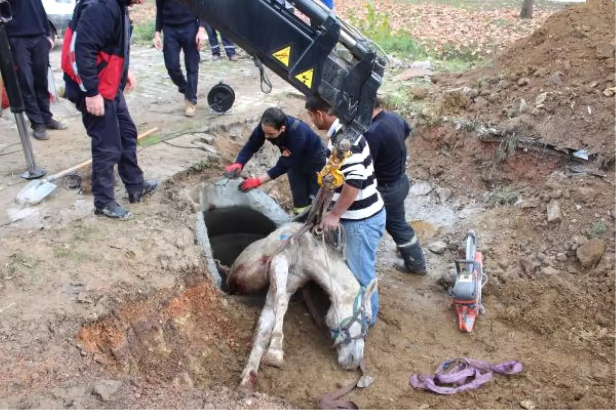 Kanalizasyona Düşen Atı, İtfaiye Kurtardı