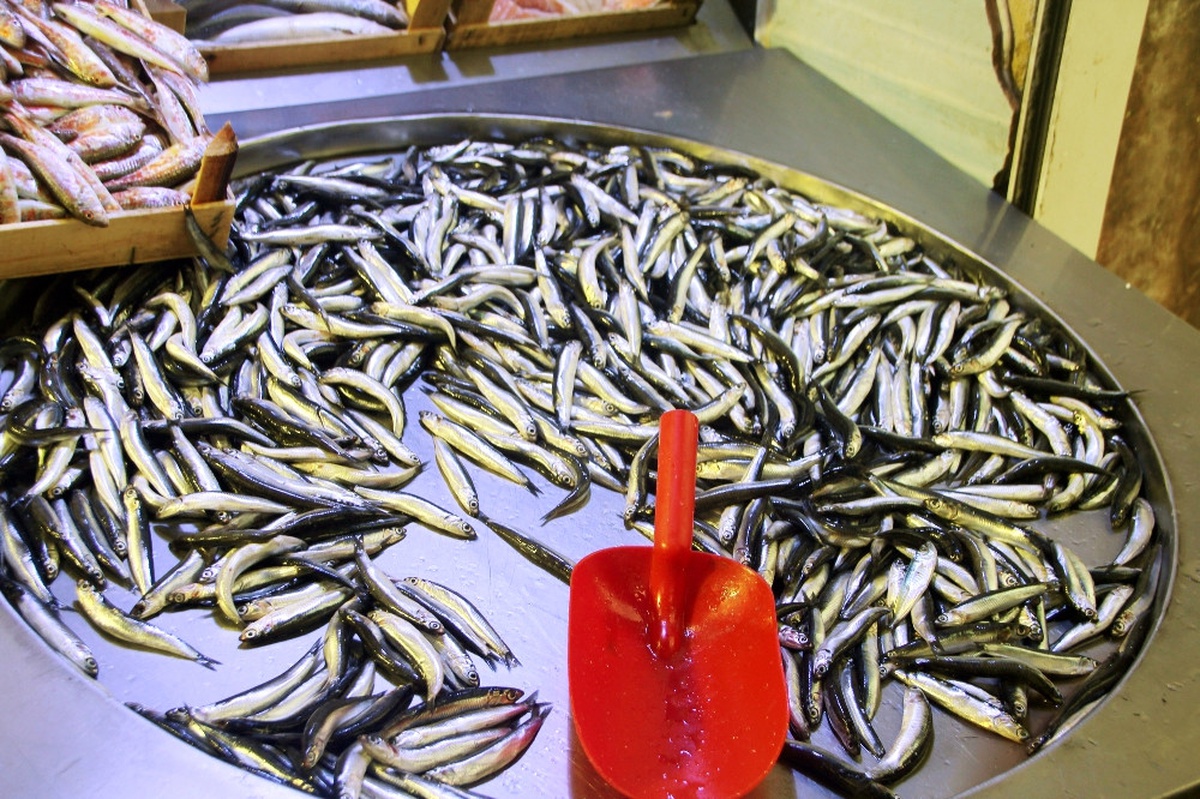 Karadeniz Hamsisi 1 Haftada Yüzde 50 Zamlandı