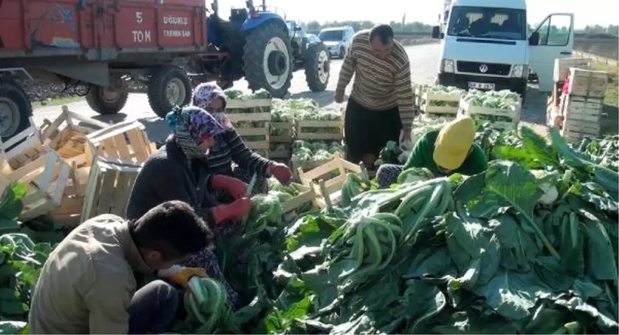 Kışlık Sebze Yetiştirerek 50 Kişiye İş Kapısı Açtı