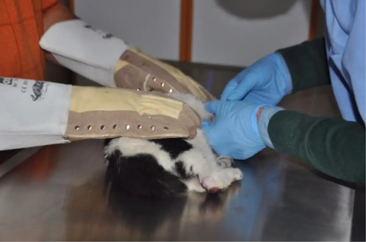 Otomobilde Sıkışan Kedi Kurtarılıp Ameliyat Edildi