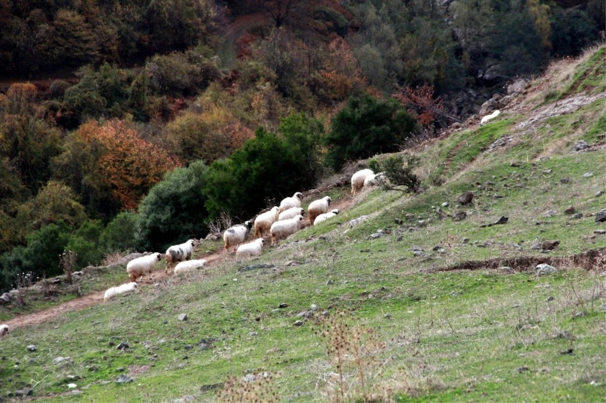 Samsun\'da Keçileri Kaçırtan İhbar
