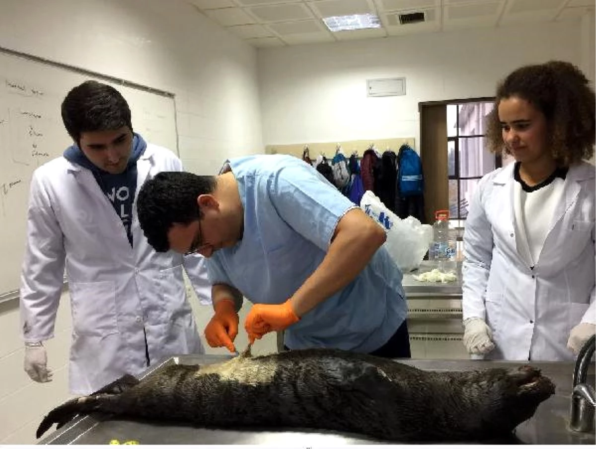 Antalya\'daki Kaleiçi\'nde Bulunan Müzeye Konulacak Yavru Fokun Ölüm Nedeni Araştırıldı
