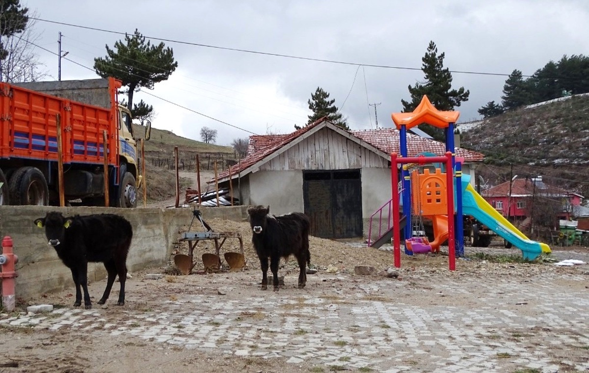 Çocuk Oyun Parkı Hayvanların Gezinti Alanı Oldu