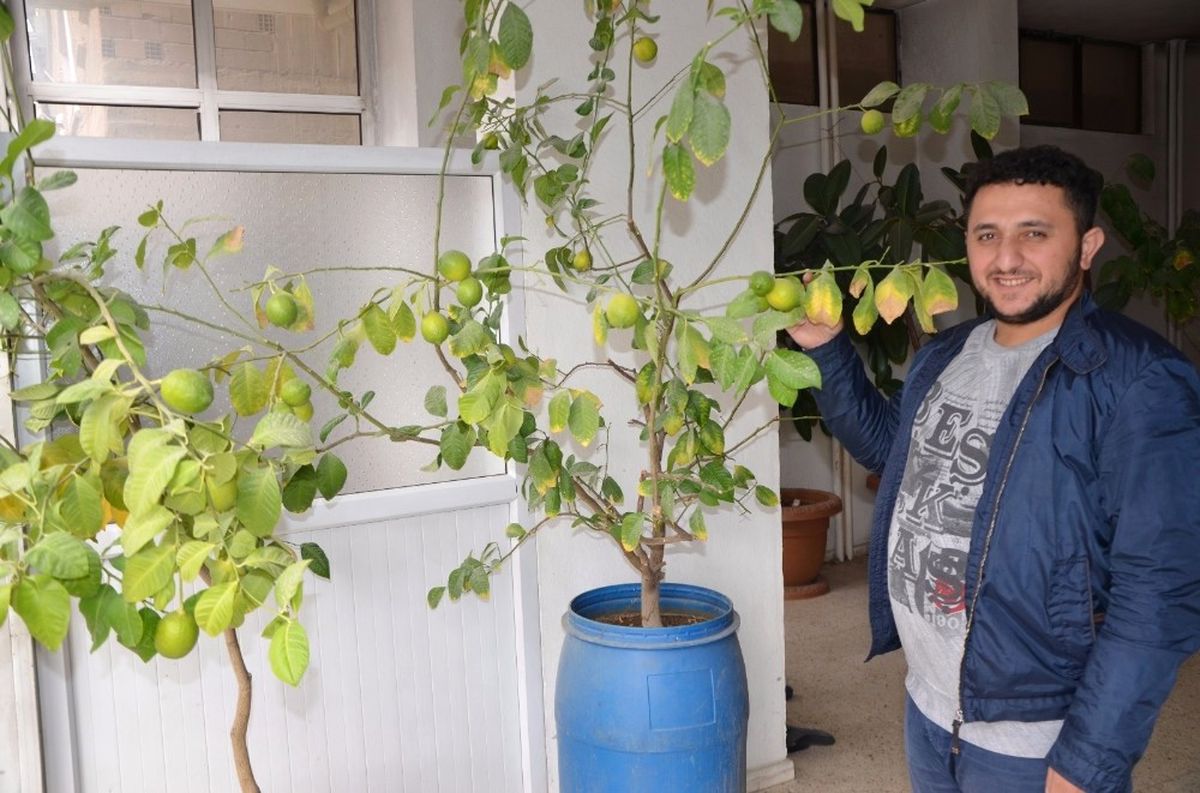 Hakkarili Esnaf Saksıda Limon Yetiştirdi