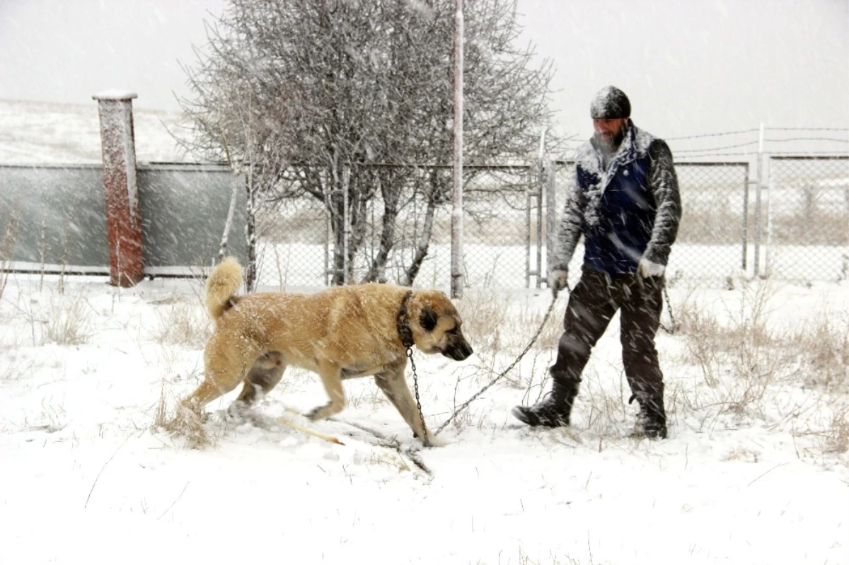 Kangal Köpeği Rus Devlet Televizyonunda