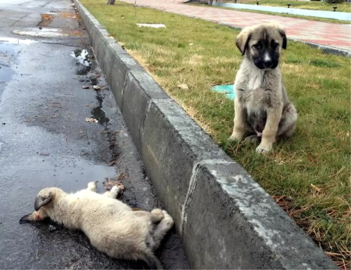 Yanında Ölen Köpeğin Başından Ayrılmadı