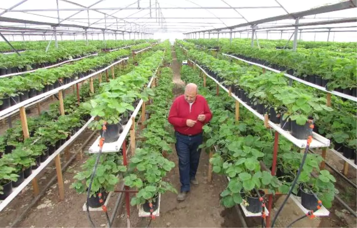 Kış Mevsiminde Termal Serada Çilek Yetiştiriyor