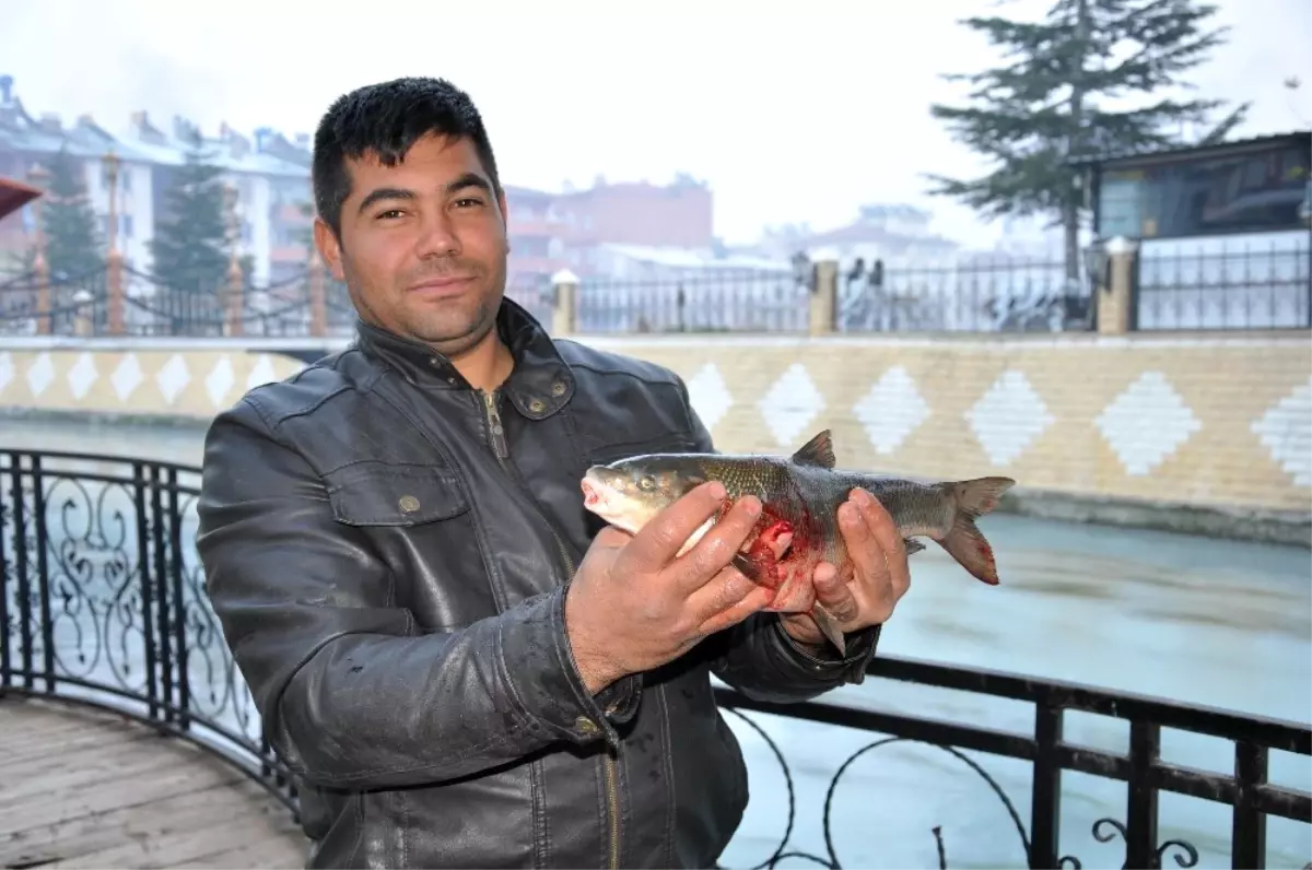 Ceyhan Nehri\'nde Toplu Balık Ölümleri Yaşandı