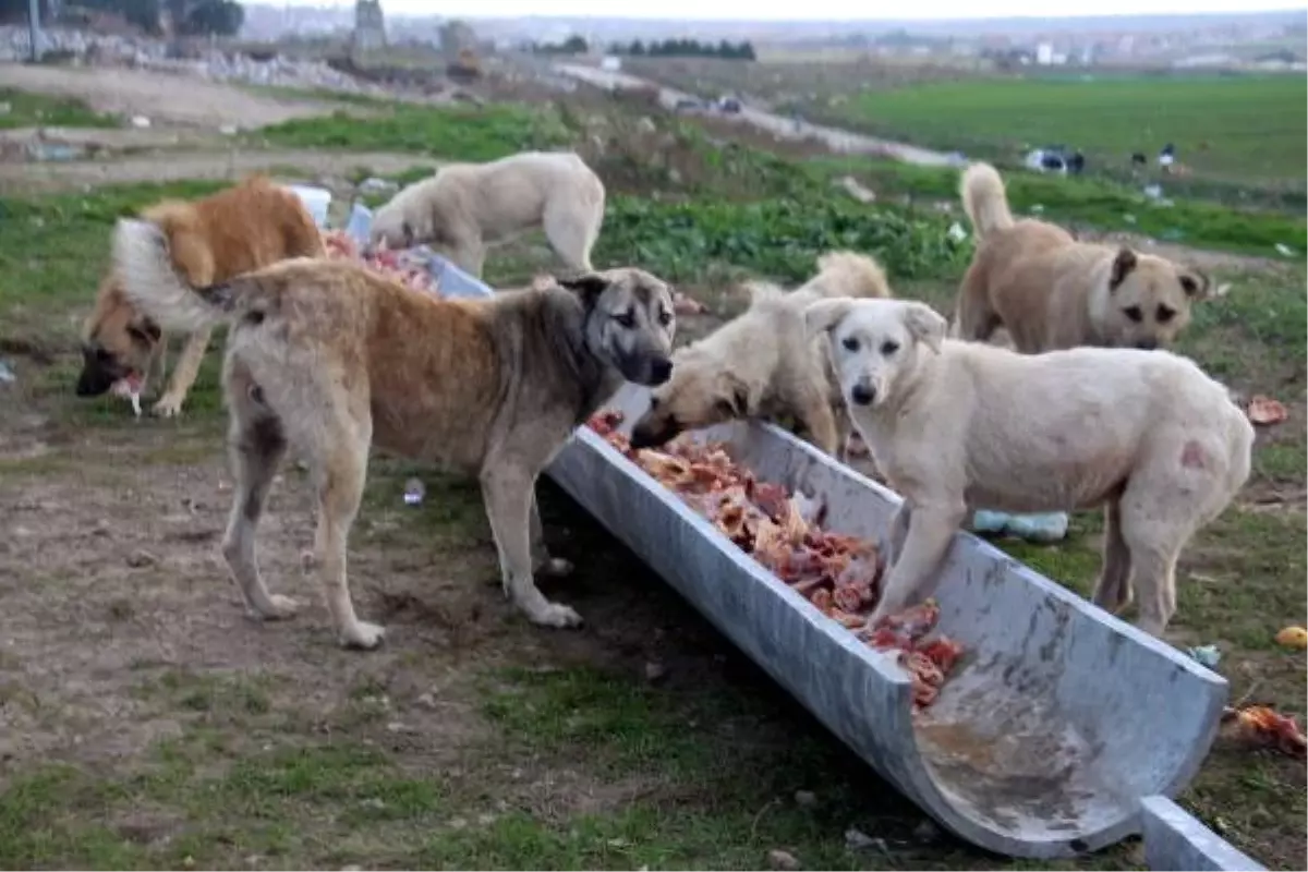 Edirne\'de Hayvanseverler Sokak Köpeklerini Besledi