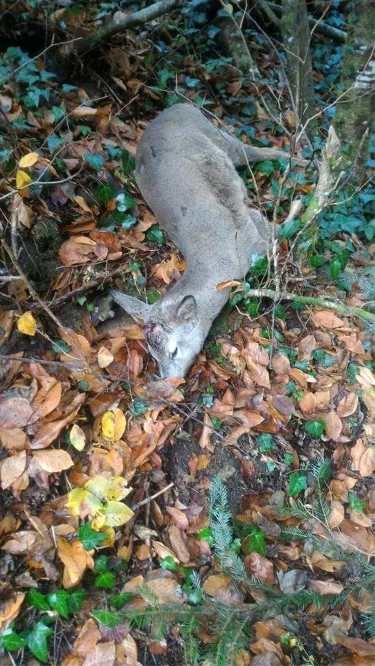 Karacayı Öldüren Kaçak Avcılara 13 Bin 500 TL Ceza