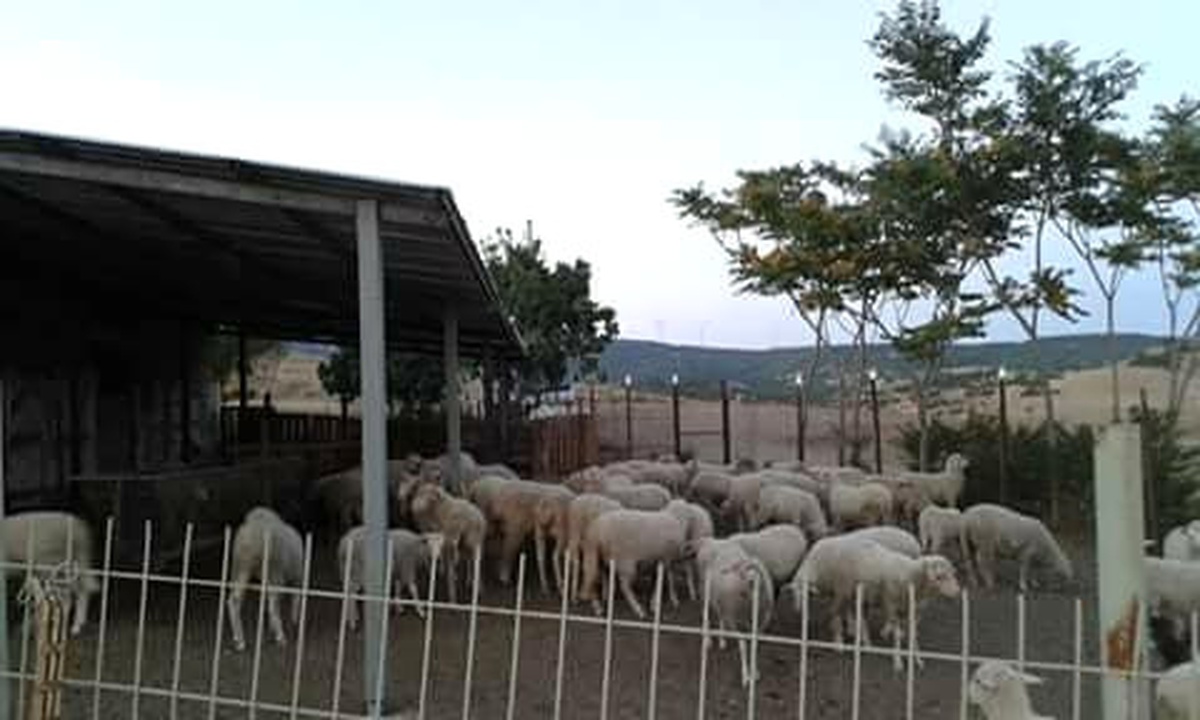 Kırklareli Kıvırcığına Rağbet Arttı
