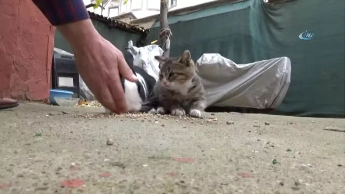 Tavşan Kedi Dostluğu Görenleri Şaşırttı