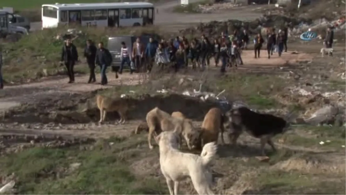 Üniversiteli Gençlerden Sokak Köpeklerine Gıda Desteği