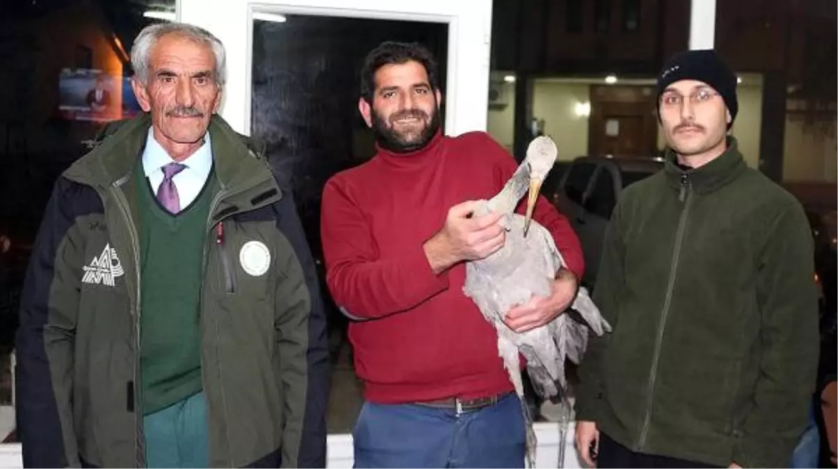 Aç ve Yorgun Mavi Turnaya Halk Sahip Çıktı