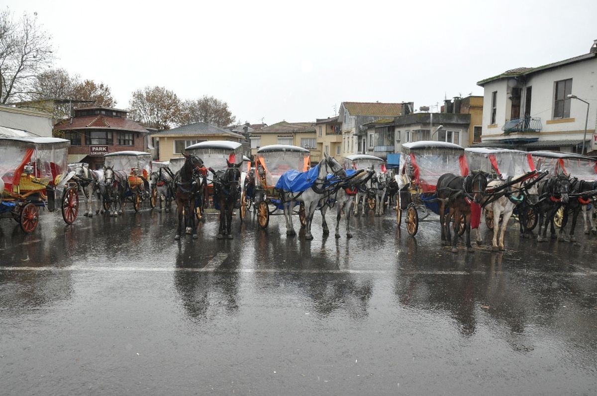 Adalardaki Atlarda Salgın Şüphesi