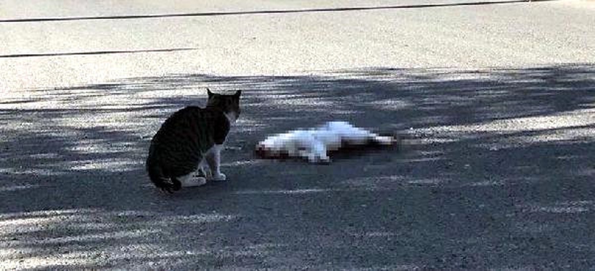 Kedi, Otomobil Altında Kalan Kedinin Başından Ayrılmadı