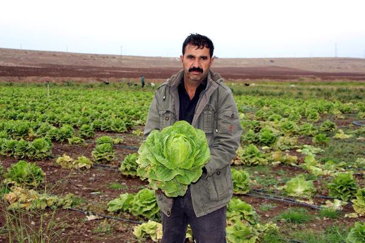 Silopili Çiftçinin Marulları Tarlada Kaldı