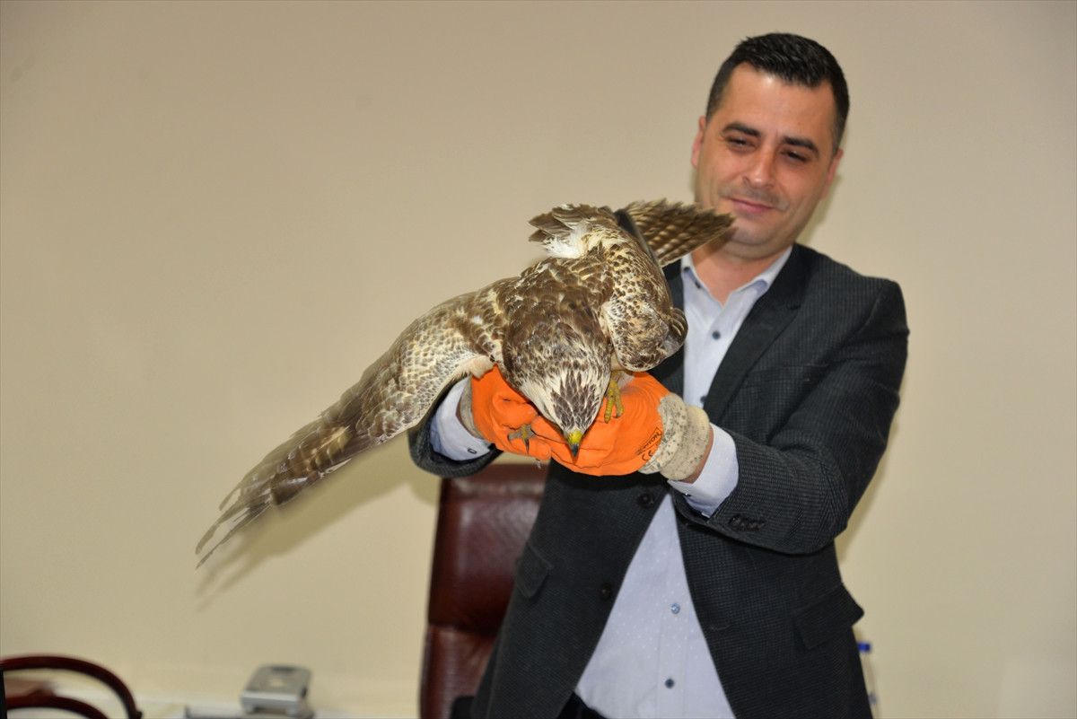 Yaralı Doğan ve Martı Tedavi Edildi