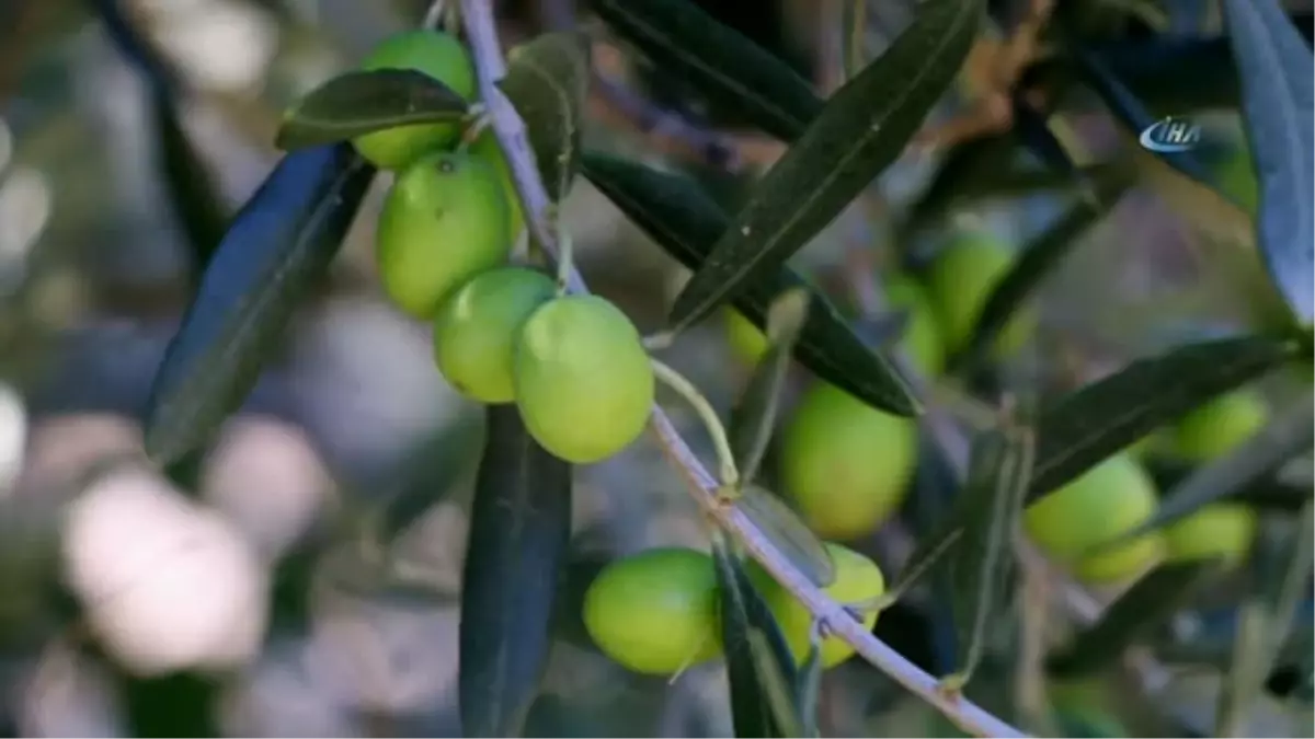 Zeytinyağında Yanlış Bilinen Doğrular