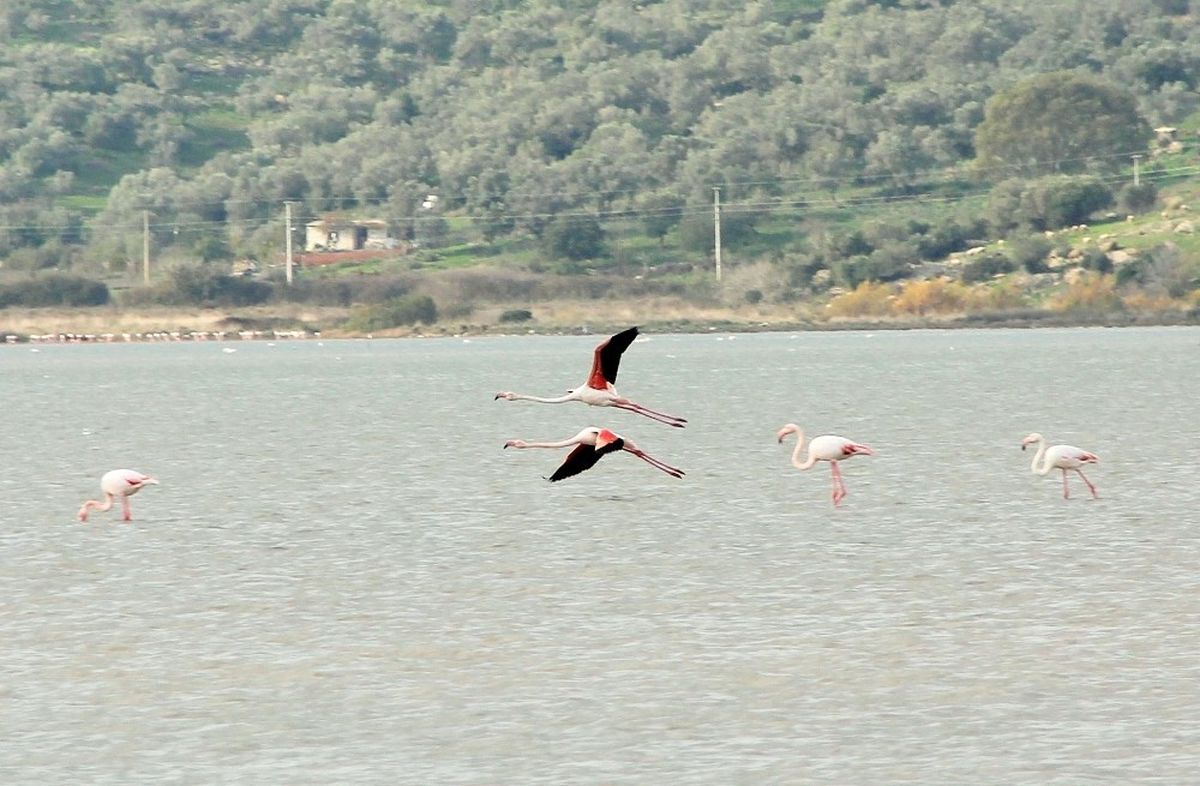 Flamingolar Bodrum\'a Akın Etti