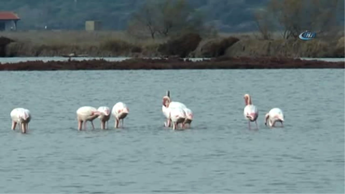 Flamingolar Bodrum\'a Akın Etti