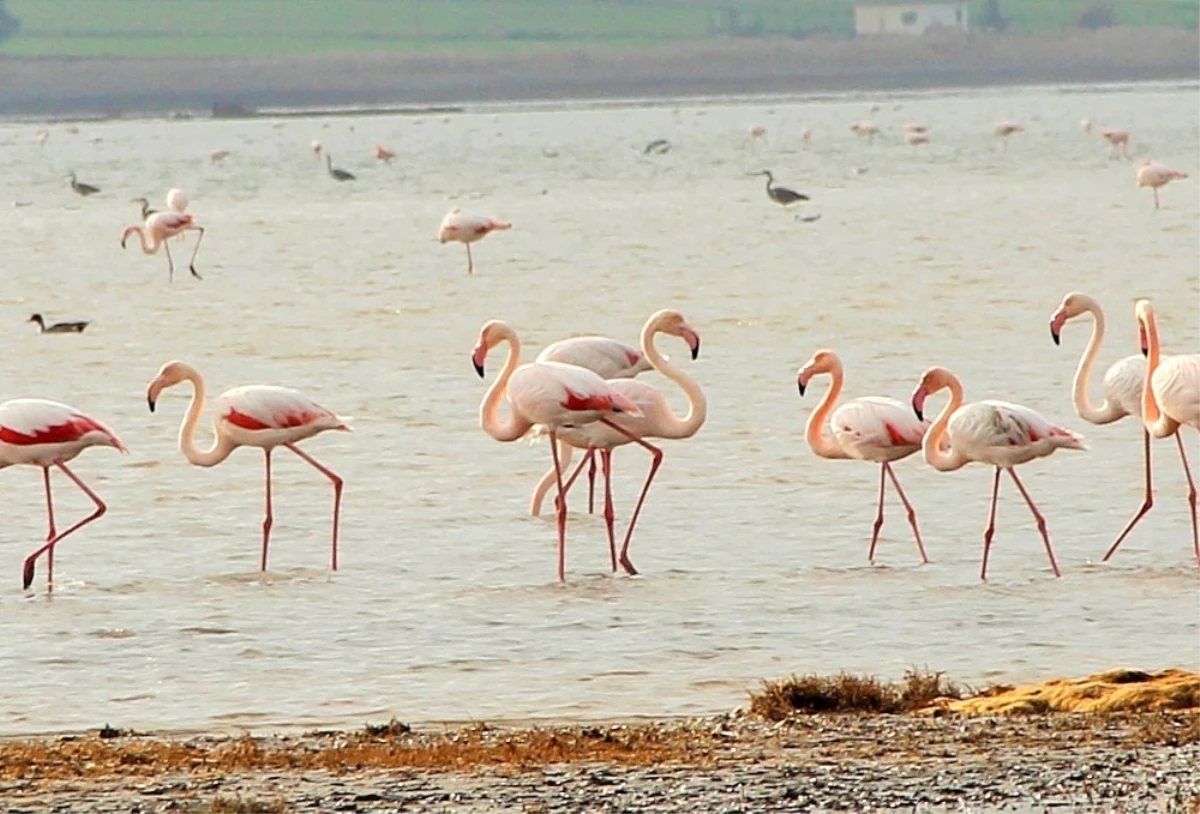 Flamingolar Bodrum\'a Akın Etti