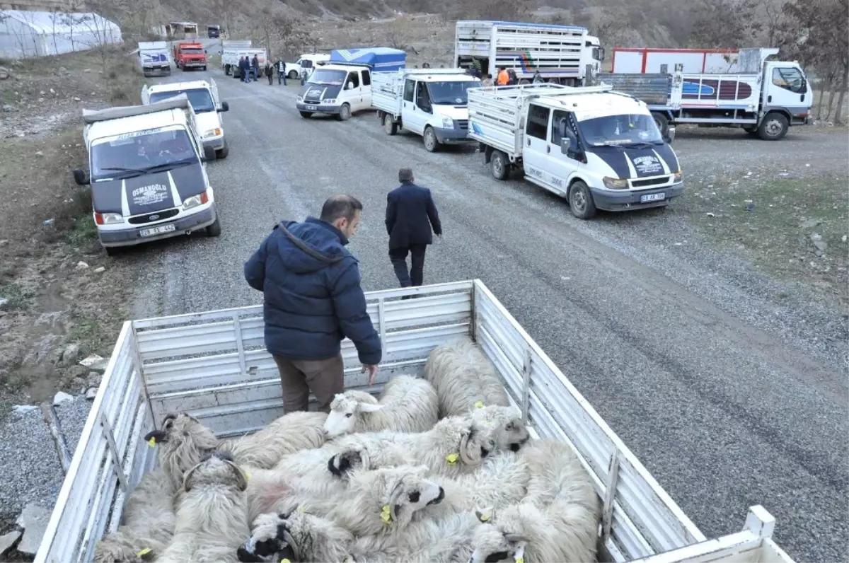 Gümüşhane\'de Genç Çiftçilere Küçükbaş Hayvanları Dağıtıldı