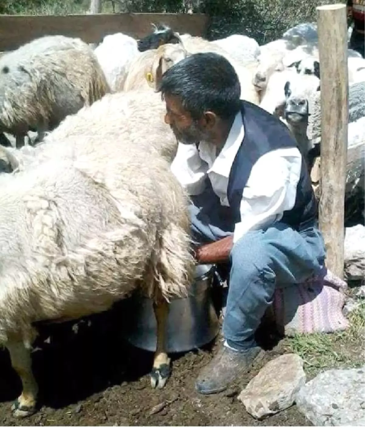 Hayvanları Otlatmaya Götüren Çoban, Ölü Bulundu