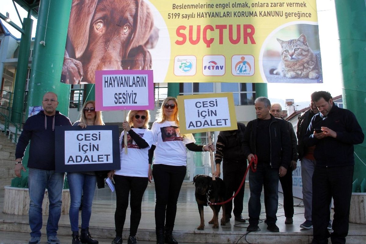 Hayvanseverler "Cesi" İçin Toplandı