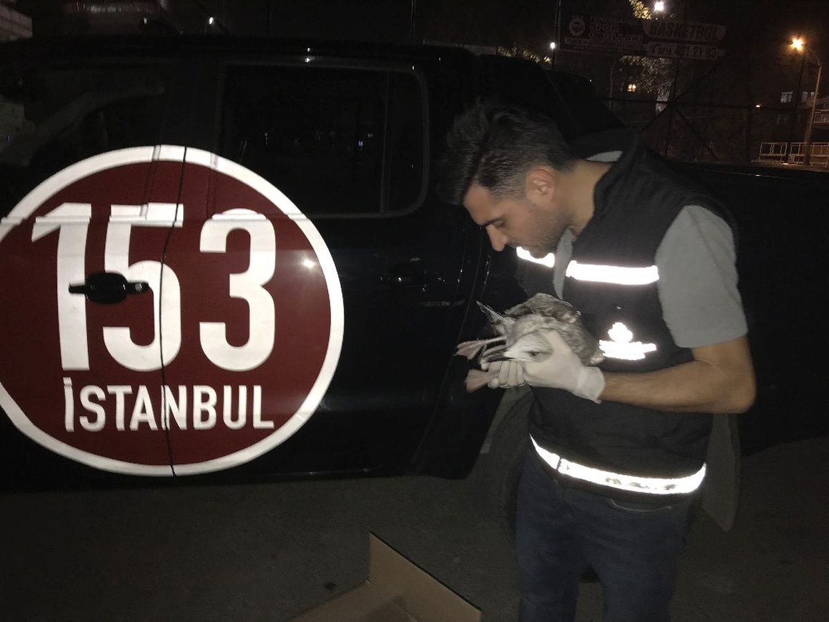 Yaralı Martının İmdadına İbb Ekipleri Yetişti