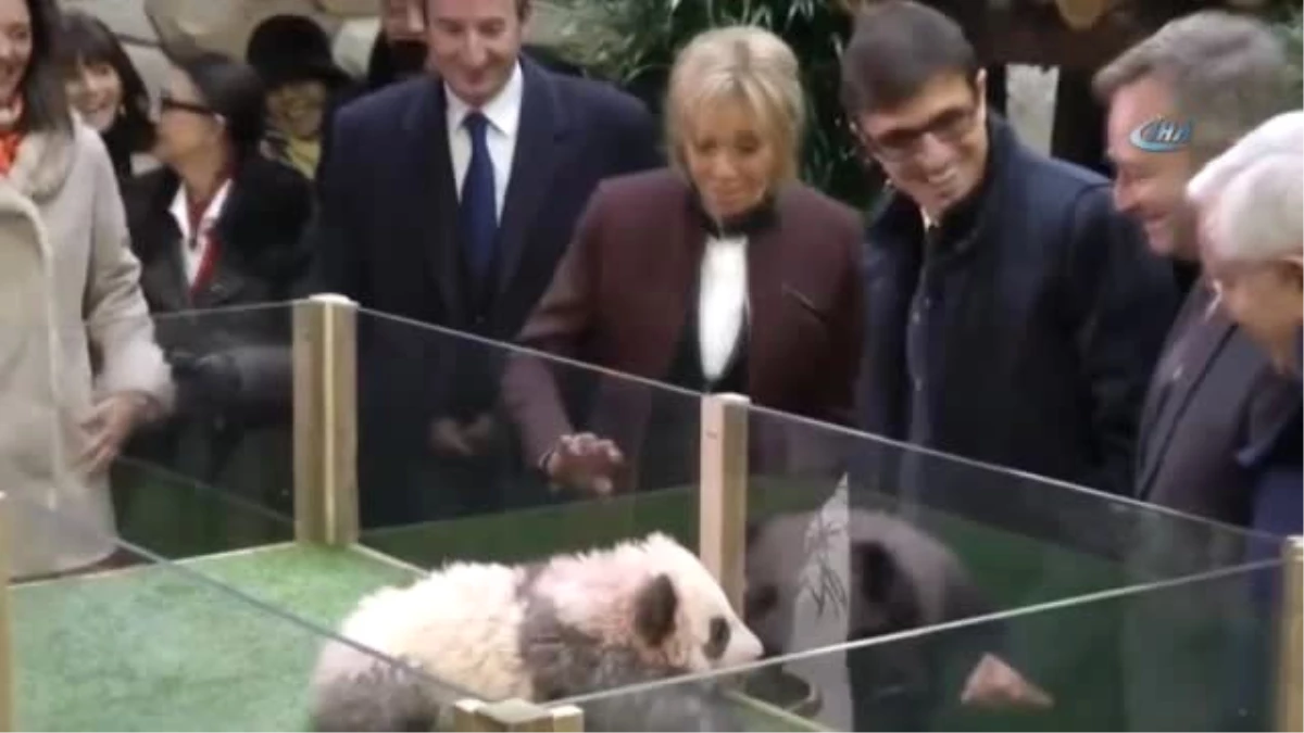 Yavru Panda, Brigitte Macron\'a Saldırdı