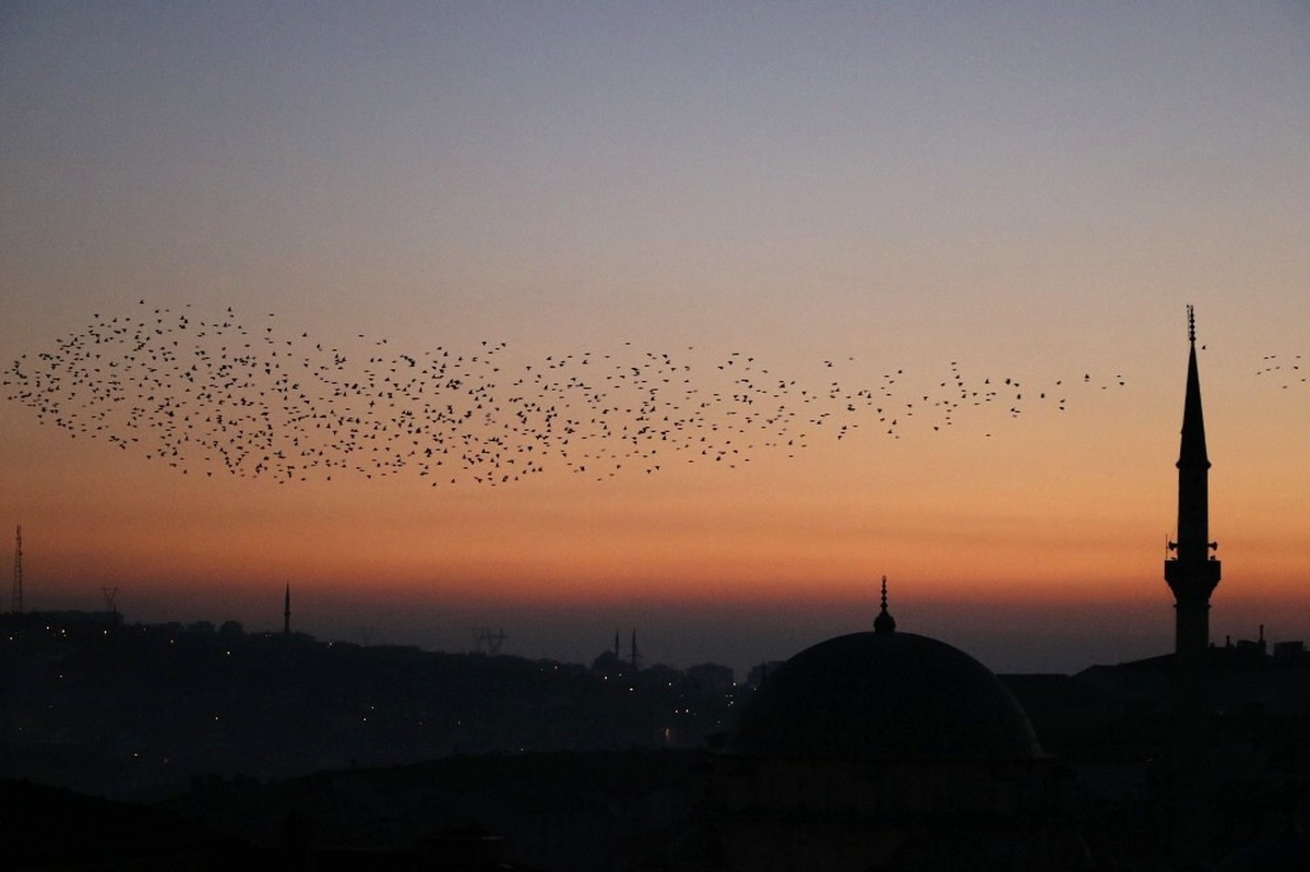 Yozgat\'ta Sığırcık Kuşlarının Görsel Şöleni