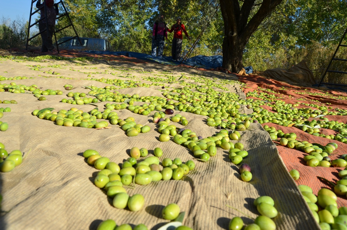 Zeytin İhracatçıları Yeni Sezonda Rekor İhracat Bekliyor