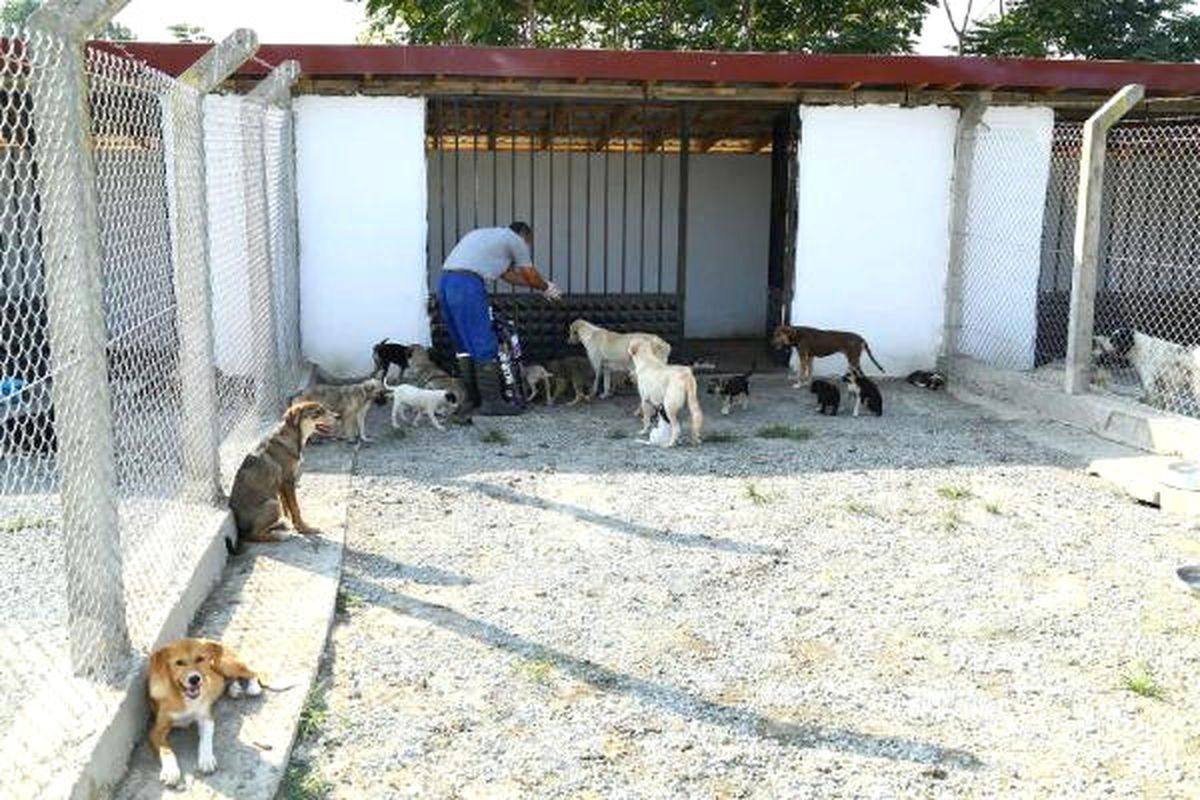 Belediye Sahipsiz Köpekleri Tedavi Edip Sahiplendiriyor