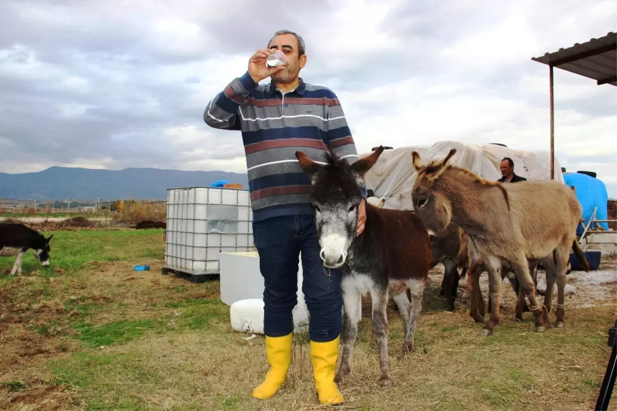 Eşek Sütüyle Şifa Buldu, Çiftliğini Kurdu