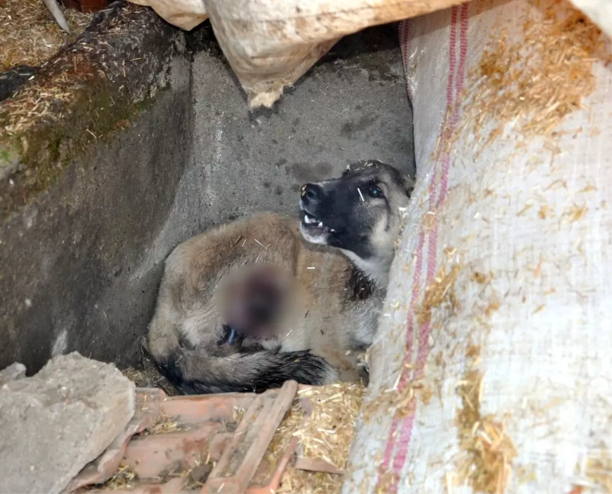 Gaziantep\'te Domdom Kurşunu ile Vurulmuş Sokak Köpeği Bulundu