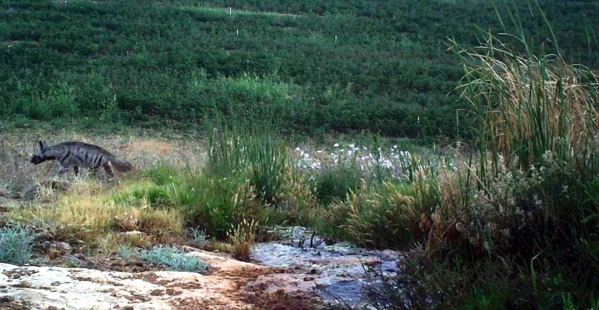Hatay\'da Çizgili Sırtlan Görüntülendi
