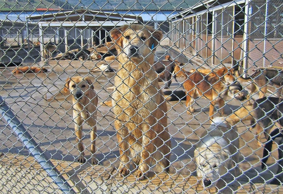 Hayvana Şiddet, İnsana Şiddetin Habercisi Olabilir"