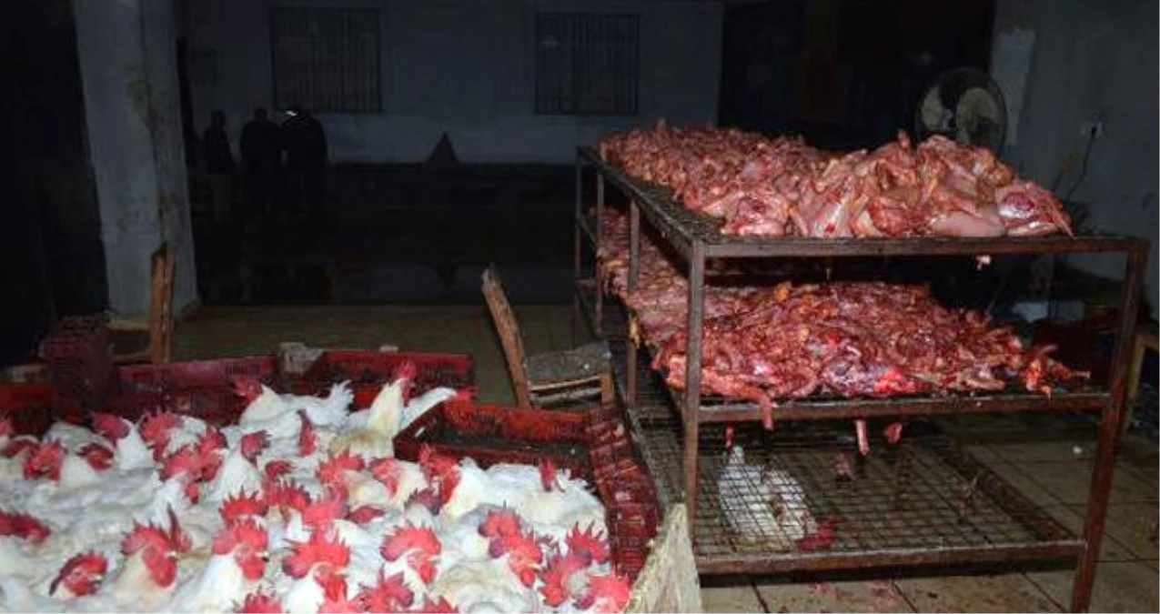 Kaçak Tavuk Kesimhanesi Baskınından Korkunç Görüntü! Canlı ve Kesilmiş Tavuklar Aynı Ortamda