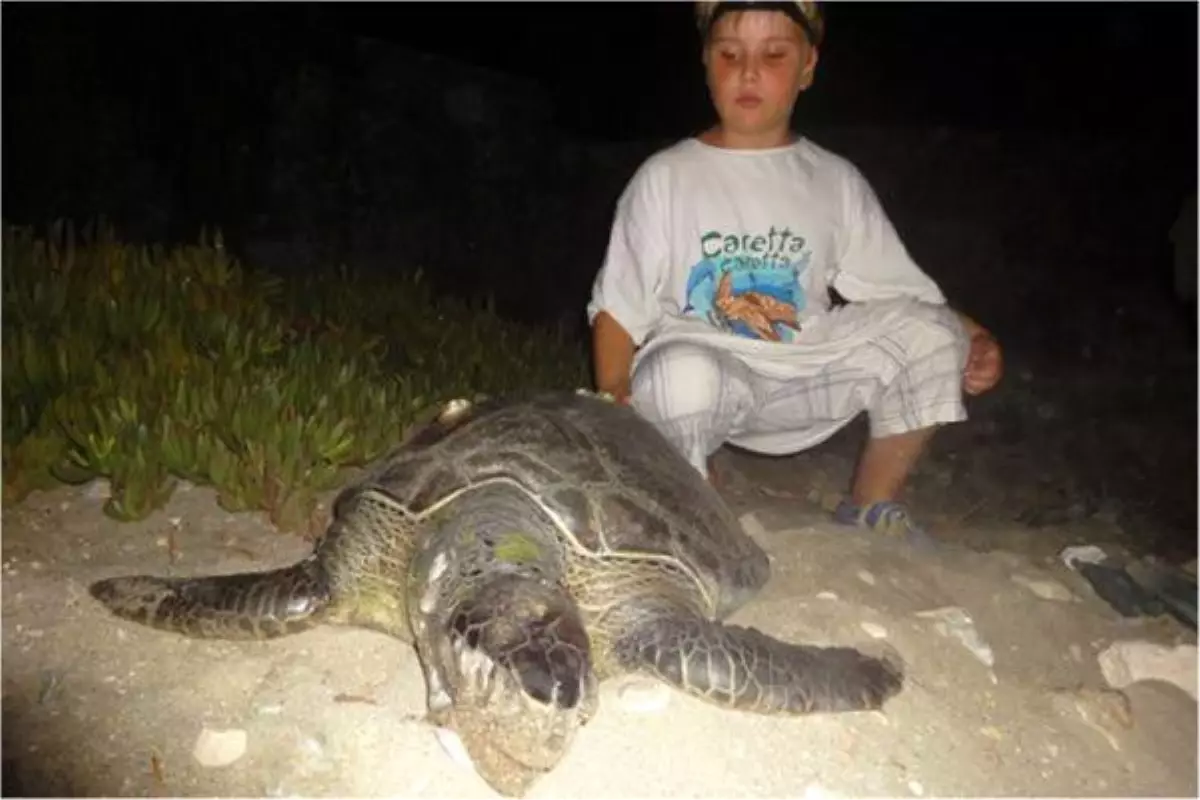 Kuşadası\'nda Deniz Kaplumbağaları Sempozyumu