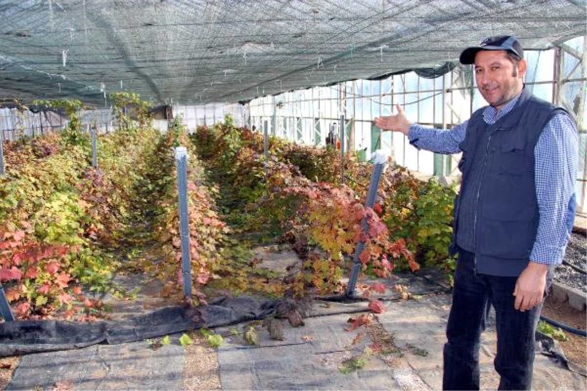 Tokat\'ta Yeni Üzüm Çeşidi Geliştiriliyor