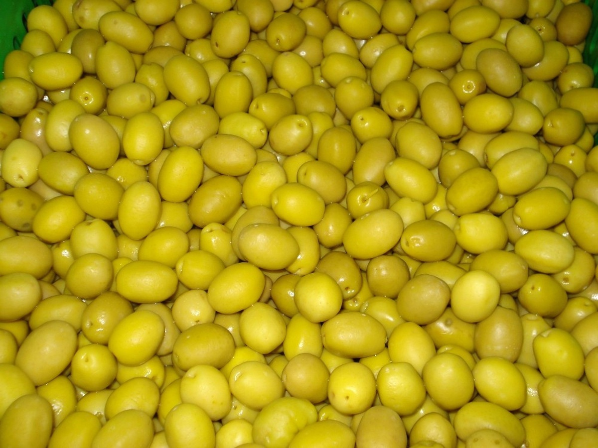Zeytin ve Zeytinyağı İhracatçıları Yeni Sezonda Rekor İhracat Bekliyor