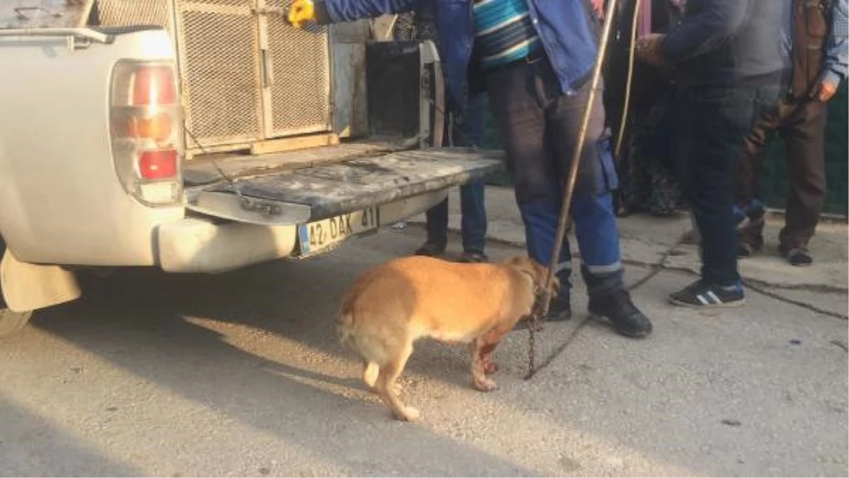 Konya\'da Dehşet! Bahçede Havlayan Köpeği Bıçakladılar