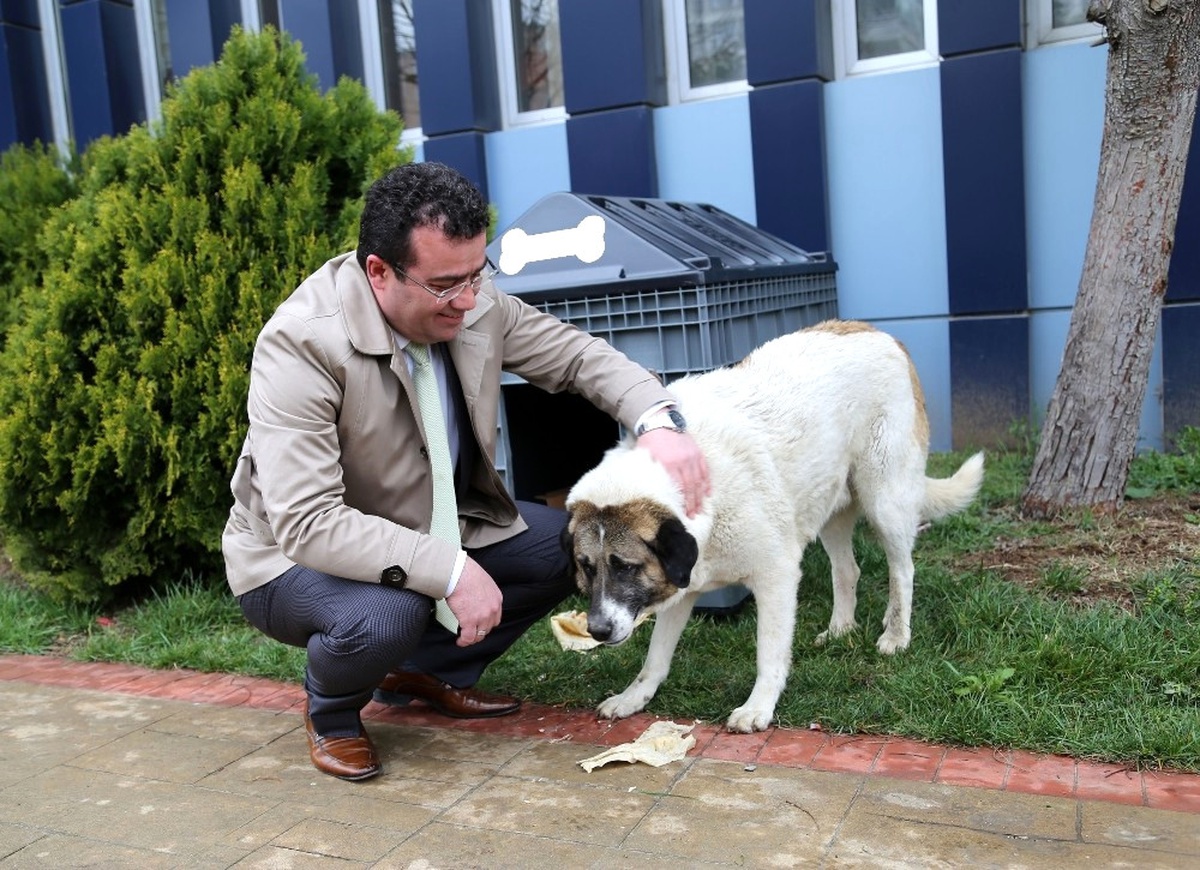 Belediye Sokak Hayvanlarına Sahip Çıkıyor
